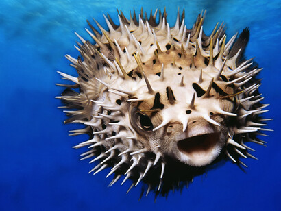 Puffer fish close up