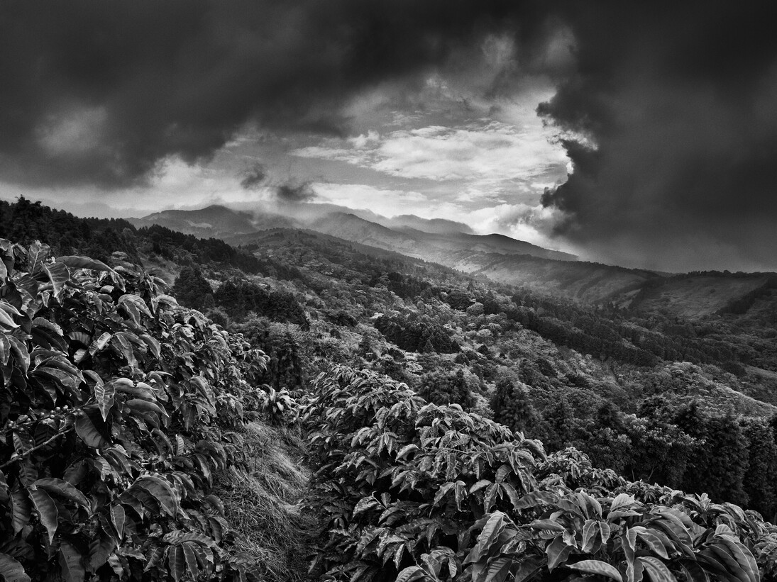 Sebastião Salgado, Coltivazioni di caffè Llano Bonito de Sarcero, Regione Centrale, Costa Rica 2013