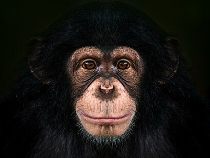 Monkeys never defended themselves in silence