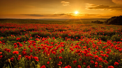 Amanecer en un campo de amapolas