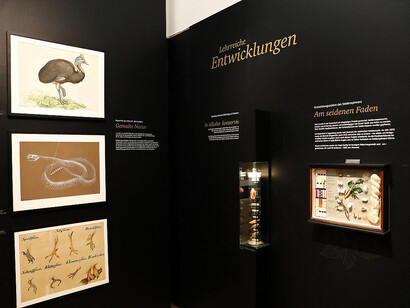 Faszinierende schätze, ausstellungsansicht. Mit freundlicher genehmigung des Naturkundemuseums