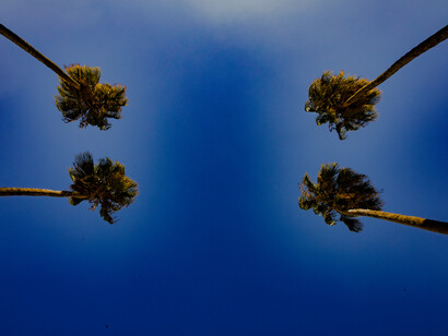 Lecce, Quattro palme nel territorio urbano, Si adatta e cresce, sopravvive contemplativo, guardando solo verso il cielo azzurro, foto Marco Migliozzi