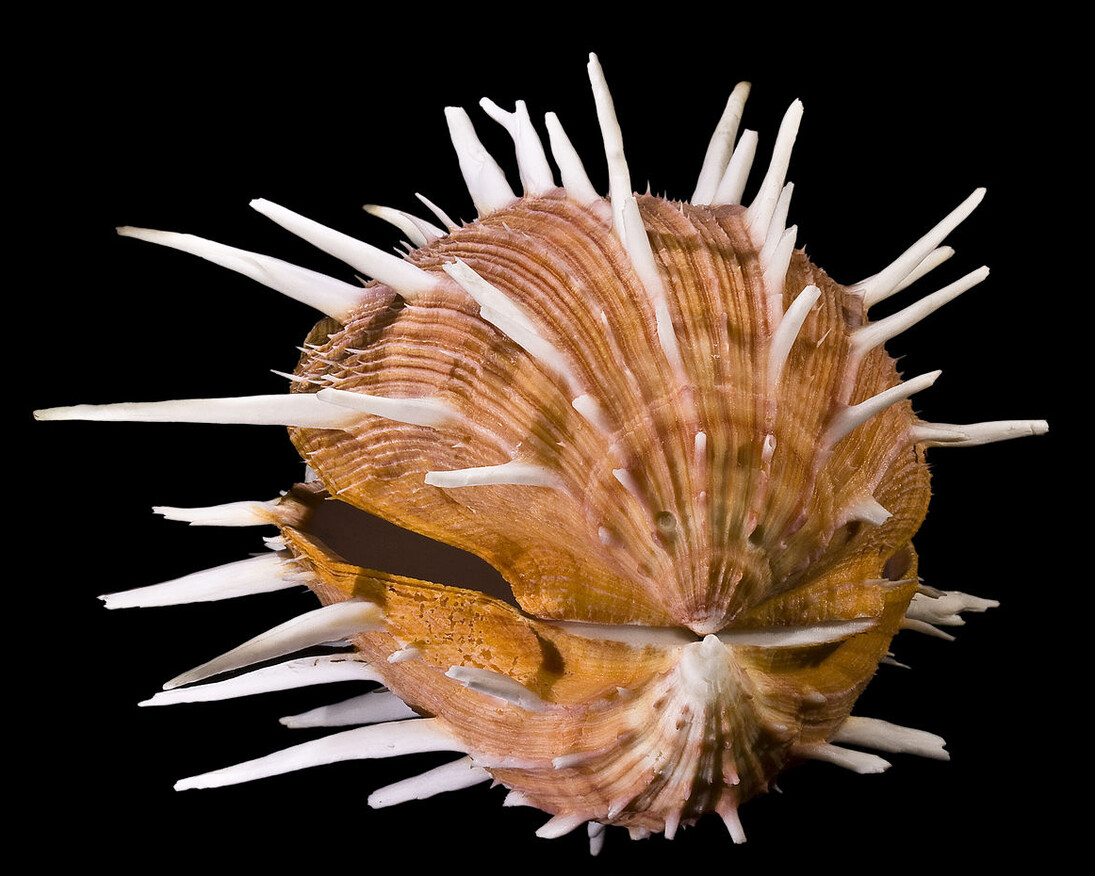 Shells. Courtesy of The Natural History Museum