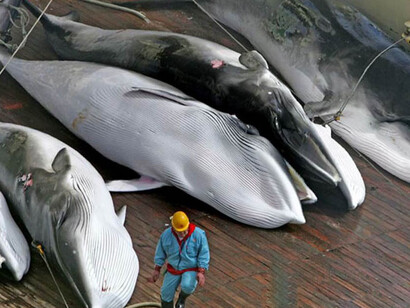 La caccia alle balene è tra le attività che sistematicamente l’uomo ha messo in campo contro l’equilibrio dell’ambiente 