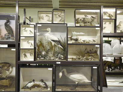 Explore The Store. Courtesy of Birmingham Museum and Art Gallery