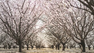 La coltivazione delle mandorle in Puglia è una tradizione secolare, grazie al clima mediterraneo ideale per la crescita di alberi di mandorlo