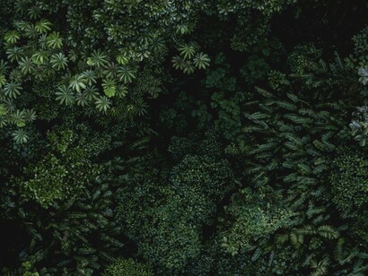 La persistencia del árbol es esperanzadora