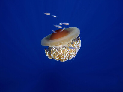 Una splendida Medusa Cassiopea