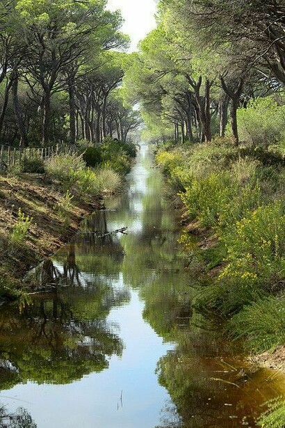 Maremma