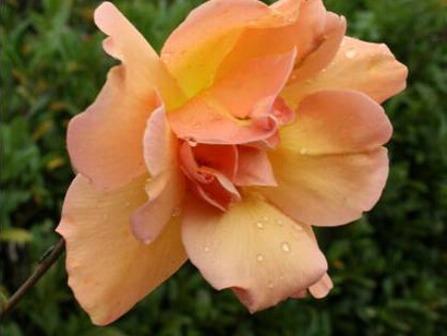 Rosa Lawrence Johnston