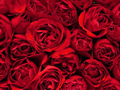 La tradición añade que con la sangre derramada de la bestia nació un rosal de flores rojas