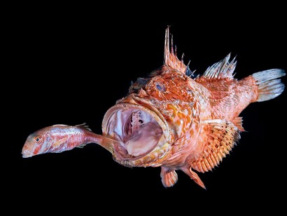 Il pesce era un altro alimento fondamentale della mensa del Seicento