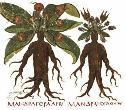 Codex Neapolitanus, Mandragora con tracciato.
