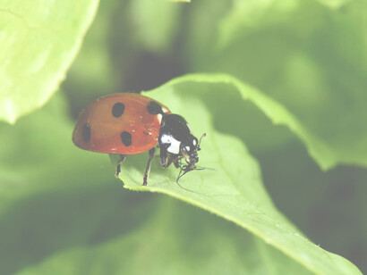 I mezzi tecnici di biocontrollo presentano un basso impatto sulla salute umana e sull'ambiente