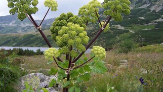 Angelica Archangelica