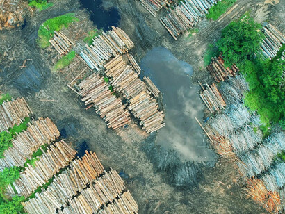 Deforestation is a haunting reminder of humanity's destructive relationship with nature, our dark legacy