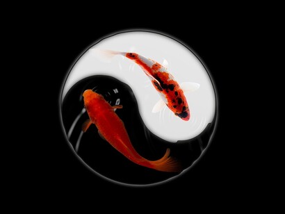 Carpas Koi Ying Yang