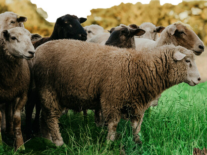Pecore al pascolo