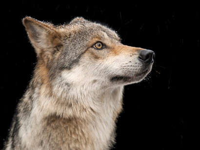 Joel Sartore; Lobo gris mexicano («Canis lupus baileyi»)