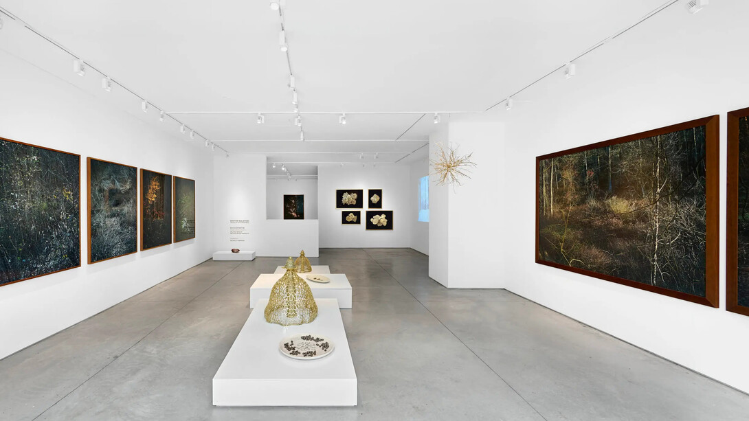 Edo Costantini, Delfina Braun and Delfina Muniz Barreto, Winter solstice: seeds of nothingness, exhibition view. Courtesy of Praxis 