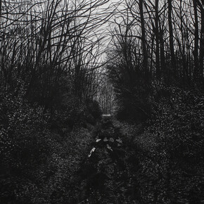 Thomas  Levy-Lasne, La fôret, fusain sur papier, 250 x 325 cm 