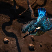 Salzach Lifeline. Courtesy of Haus der Natur 