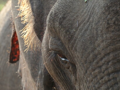 When bird watching in Jetwing Safari Camp Yala, keep a wary eye for the presence of 'Shorty' © Gehan de Silva Wijeyeratne