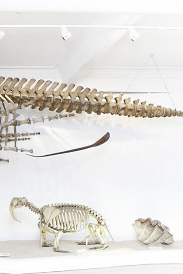 Humpback Whale. Courtesy of Grigore Antipa National Museum of Natural History