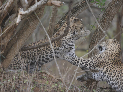 Leopards mock fighting, fast shutter speeds needed to freeze action © Gehan de Silva Wijeyeratne