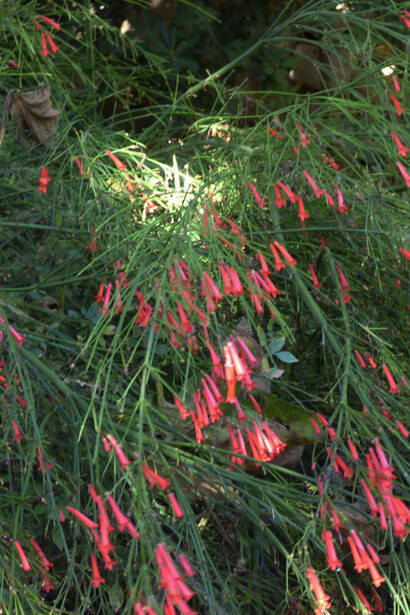 Russelia equisetiformis