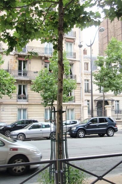 Protezioni degli alberi dalle auto a Parigi 