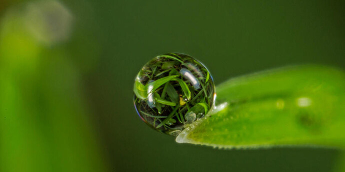 World in a Drop. Courtesy of Harvard Museum of Natural History 