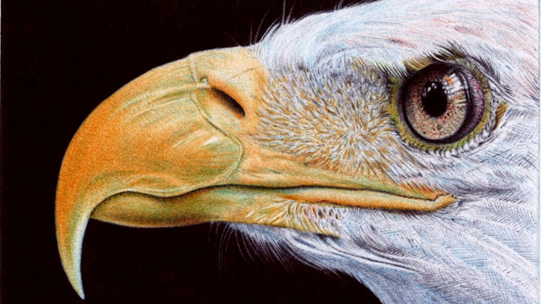 Samuel Silva, Águia