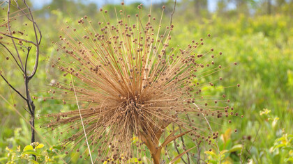 A famosa planta utilizada na confecção de artesanato é originária da Comunidade de Mumbuca, Parque Estadual do Jalapão localizado no Tocantins, Estado do Brasil