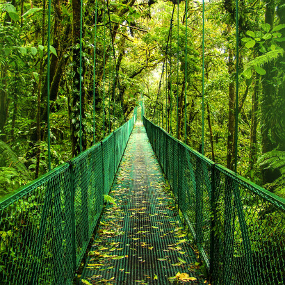 In Costa Rica, forest areas have recovered  from 25% in 1940 to more than 53% of the total area
