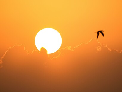Pássaro voando ao pôr do sol