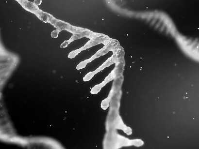 El ARN celular es lineal y monocatenario (de una sola cadena), pero en el genoma de algunos virus es de doble hebra