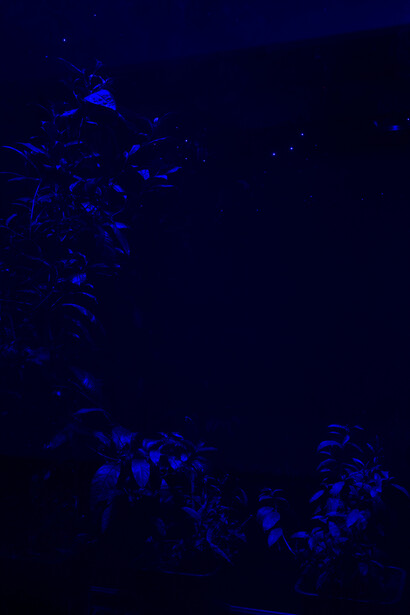 Hicham Berrada, Azur, 2014-2015, 300 g Arche paper on frame, cobalt chloride, resistance, glass, 60 x 50 x 19 cm, - Celeste, 2014, Color video. Grey sky, sky blue smoke, 5 min 55 s, View of the exhibition "Paysages a circadiens", kamel mennour (6 rue du Pont de Lodi), Paris, 2015 © Hicham Berrada © Photo. Fabrice Seixas, Courtesy the artist and kamel mennour, Paris