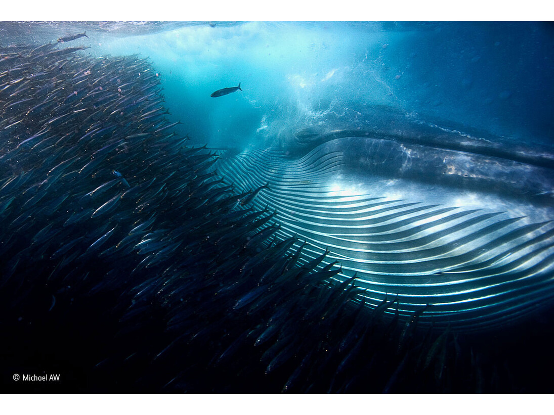 A whale of a mouthful, Michael AW, Australia / Wildlife Photographer of the Year 2015