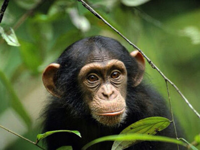 If we want to have an idea of how animals can think, we must refer exclusively to the common chimpanzees