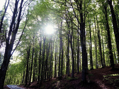La Foresta di Vallombrosa