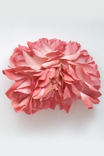 Tiffanie Turner, Cockscomb Rose, 2022,
paper mâché, Italian crepe paper, stain, spray paint, glue, wood rods, metal rod, cardboard, soft pastel, 36 1/2x45x20 inches, copyright the artist. Courtesy of Eleanor Harwood Gallery