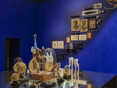 A cabinet of 
wonders. A celebration of art in nature, vista della mostra. Per gentile concessione dei Musei Archeologici Nazionali di Venezia e della Laguna