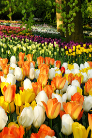 I grandi alberi presenti nel parco offrono l’ombra leggera dei loro rami ancora nudi sugli allestimenti di fiori che nel 2016 saranno ancora più numerosi. Foto di Enzo Valenti