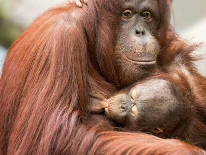 Orangotango mentre allatta il suo cucciolo