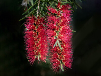 Bottlebrush è il fiore del rapporto madre-figlio