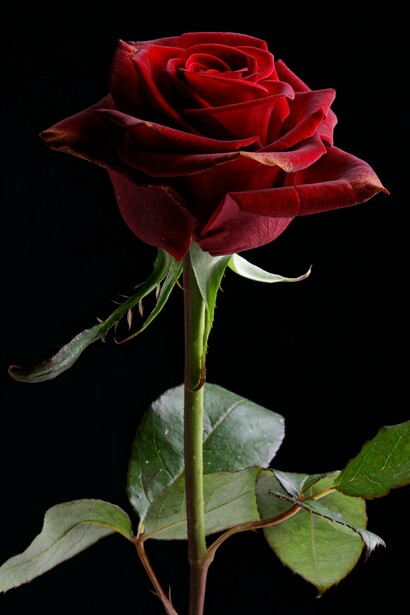 E ela estava certa. Ao examinar o buquê, percebeu que vinha com um envelope endereçado a Claudia Oliveira. Matilda pensou um pouco sobre aquilo, observou as flores: eram vermelhas como o batom que sua mãe costumava usar, aquele que Matilda desejava desesperadamente roubar quando era pequena; lembrava-se de observar os lábios da mãe quando ela bebia uma taça de vinho, da forma como o batom manchava os cantos