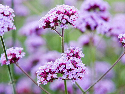 Verbena odorosa per riequilibrare l'umore