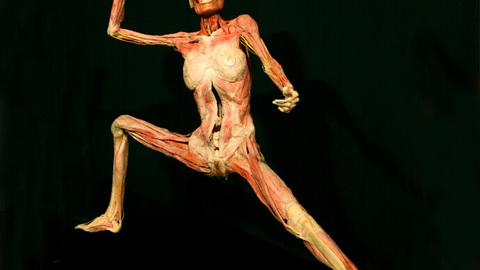 Cuerpo humano expuesto en la muestra Human Bodies