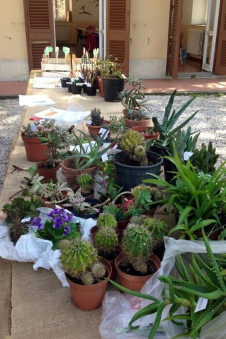 Un ascelat di piante grasse